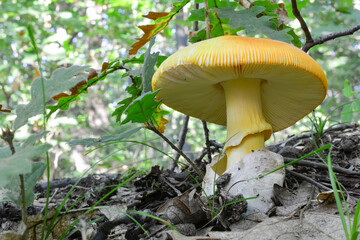 One specimen of well developed Caesar's mushroom, copy space
