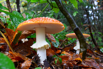 Fly Agaric mushrooms in a row, rainy day