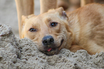 Fototapeta na wymiar homeless dog resting on a sand