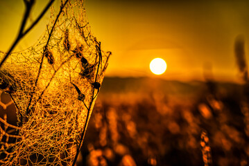 Spinnweben mit Tautropfen im Sonnenaufgang