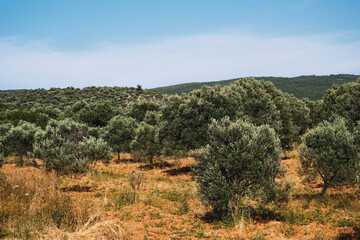 Fototapeta na wymiar Landscape view of Olive Farm.