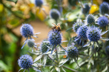 Blue Eryngo in summer and one honey bee on the flower - Eryngium bourgatii, Sea Holly