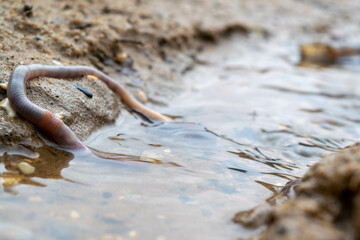 Earthworm and the first spring stream, close-up, selective focus.
