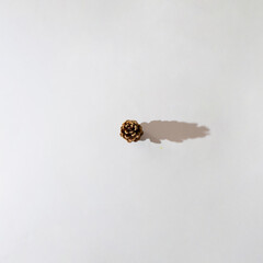 pine cone in the middle of the white background.season flat lay with autumn shadow.winter concept minimal idea