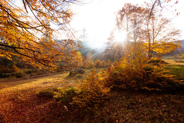 The bright sun rises over the hill in the autumn forest