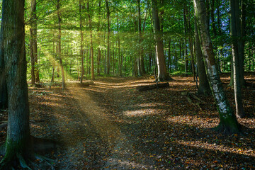 path in the forest