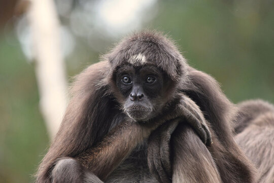 A brown spider monkey or variegated spider monkey Ateles hybridus sitting face on 