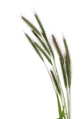 Fototapeta premium Green grass with seeds isolated on white background, clipping path