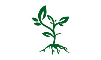 grow plant vector illustration