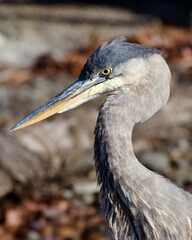 Great Blue Heron Portrait - Fall II