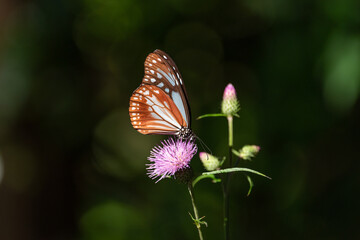 長距離を移動する蝶　アサギマダラ
