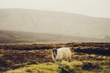Irish landscape with sheep