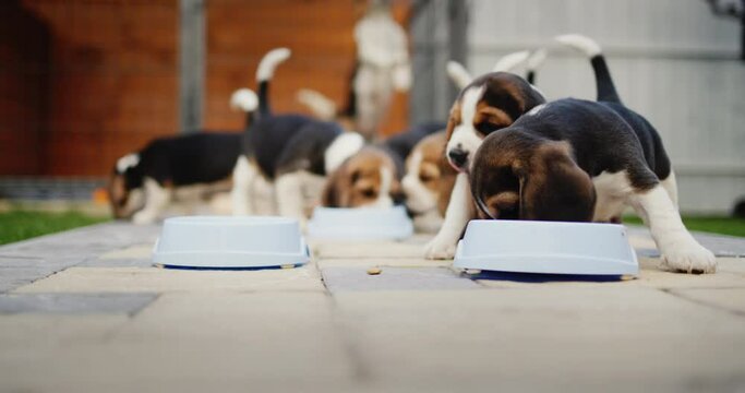 Six little beagle puppies eating food from bowls, in the background in the aviary their mother dog
