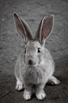 배경이 아웃포커싱 된 토끼 사진입니다. 누아르 필터가 적용되었습니다.