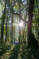 Forest sun 