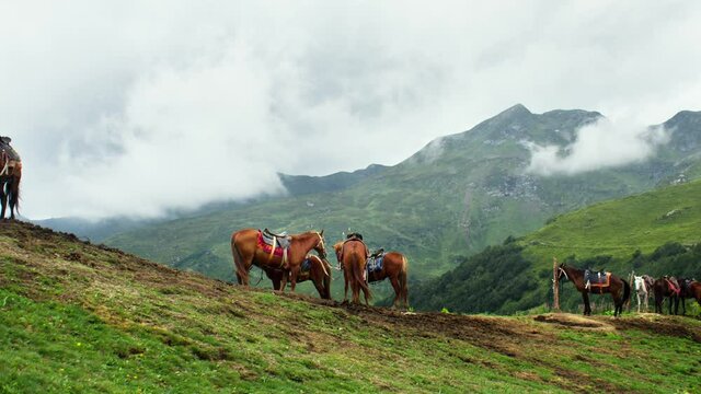 Shot of horses grazing on a leash near a mountain range. Abkhazia Gagra, Ancho Pass. Shot on BMPCC 6K