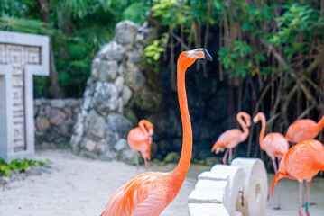 Close up of pink flamingo in Xcaret ecotourism park. Group of flamingo birds at forest or natural...