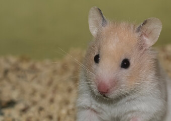 Cute, white hamster, fluffy pet.  Rodent.