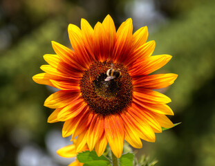 Sonnenblume und Hummel