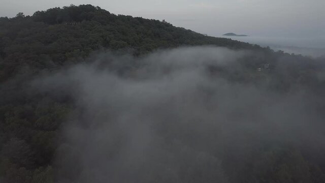 Low clouds linger over a forest