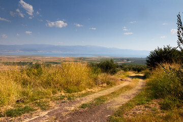Landscape and paths with olive trees.