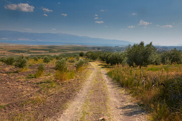 Landscape and paths with olive trees.