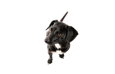 Small black dog portrait, mixed breed canine looking up with attention isolated white background