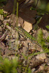 lizard in the forest
