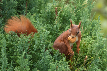 eichhörnchen