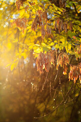 autumn, leaves,ash, mood, October