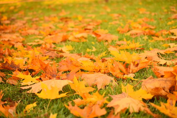 yellow autumn leaves