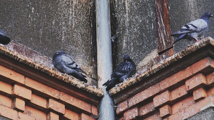 Wild City Pigeons Sitting On Building Brick Cornice Covered with Disgusting Layer of Bird Droppings...
