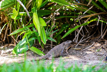 Close up of alert camouflaged iguana lizard crawling by plants in forest or garden floor