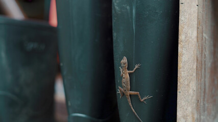 Macro shot of a small lizard on plastic farm boots