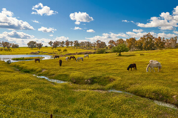 Horses grazing on the meadow