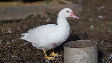 white goose on the farm