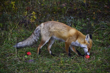 Fototapeta premium Fox eating an apple