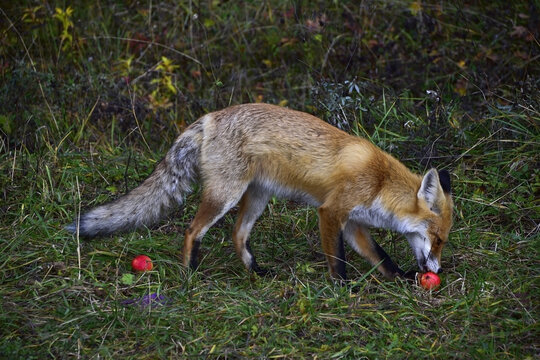 Fox eating an apple