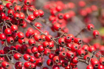Autumn background with ripe hawthorn berries. Many red berries.