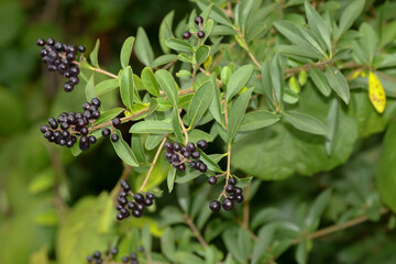 Obraz premium Schwarze Früchte des Ligusters, Ligustrum vulgare