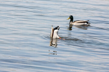 Tauchende Stockente, Anas platyrhynchos