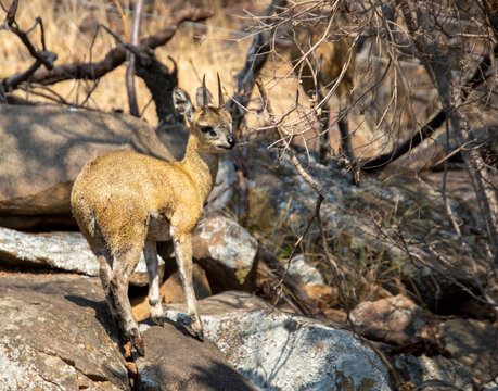 A small klipspringer antelope isolated on the rocks on an outcrop somewhere in Africa