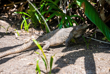 Close up of alert camouflaged iguana lizard crawling by plants in forest or garden floor