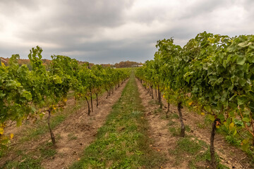 Fototapeta na wymiar The grape plants of Fielding Estate Winery.