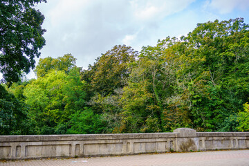 Fototapeta na wymiar tree in the park behind a bridge