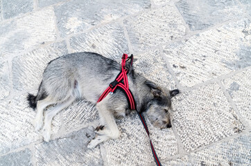 Dog on Street