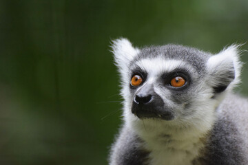 Fototapeta premium A close up of the head and face of a Madagascan ring tailed lemur with copy space to the left 