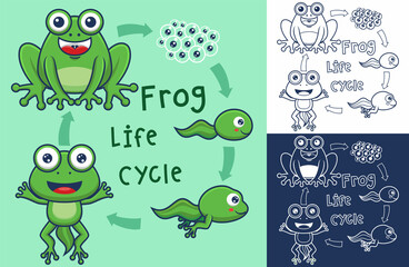 Naklejka premium Funny frog life cycle cartoon