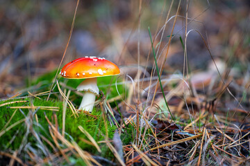 Mushroom fly agaric in the autumn forest