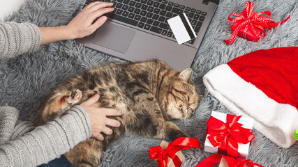 Beautiful purebred cat with Christmas gifts. New year. Christmas animals. Cute pets.
